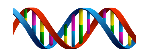 Rappresentazione del DNA
