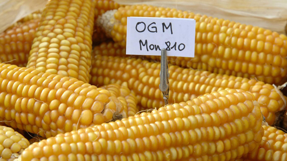 Pannocchie di mais OGM (MON 810) della Monsanto