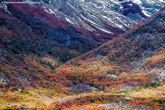 Esplosione di colori autunnali nella Patagonia Argentina (Parque Nacional Los Glaciares, area del Glaciar Perito Moreno, Santa Cruz, Patagonia Argentina)