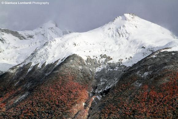 Foreste di Lenga e Ñirre colonizzano le pendici delle montagne patagoniche a ridosso del Lago Argentino nell'area del Glaciar Perito Moreno (Santa Cruz, Patagonia Argentina). In autunno gli alberi accendono di rosso fuoco un paesaggio di per sè già incantevole. In questa foto si vede la lotta impari della foresta coi nevai perenni per rubarne terreno fertile.