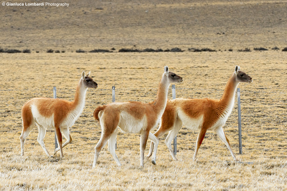 Guanacos (Lama Guanicoe), Ruta 40, area dell'Hotel La Leona (Santa Cruz, Patagonia Argentina)