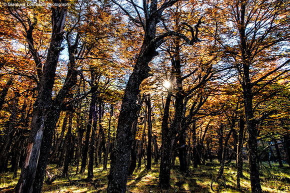 Foresta di Nothofagus dombeyi (Coihue o Coigue, da Koywe in lingua Mapuche) sul sentiero per Laguna Torre, Parque Nacional Los Glaciares (El Chaltén, Santa Cruz, Patagonia Argentina).