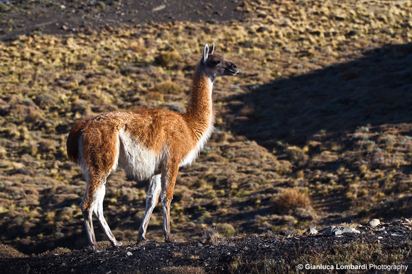 Guanaco (Lama Guanicoe), Parque Nacional Torres del Paine (Region de Magallanes y de la Antartica Chilena, Patagonia, Cile)