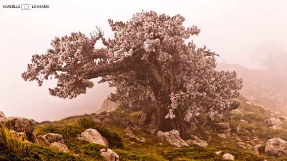 parco nazionale del pollino Pino Loricato immerso nella nebbia a Serra di Crispo - Foto di Marcello Lombardi