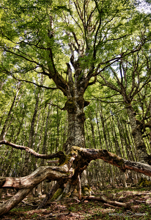 parco nazionale del pollino Faggeta sul sentiero per Serra del Prete - Foto di Marcello Lombardi