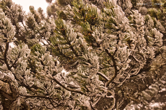 parco nazionale del pollino Dettaglio di Pino Loricato - Foto di Marcello Lombardi