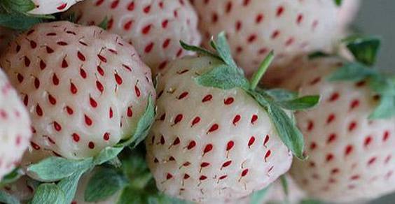 Foto: greenme.it - frutti esotici strani