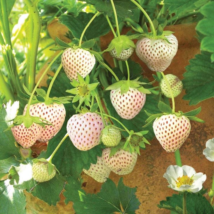 Frutti strani - Foto: rifaidate.it