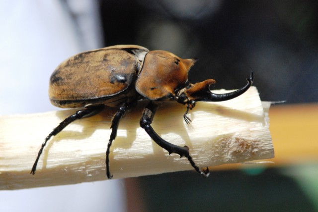 Mangiare insetti