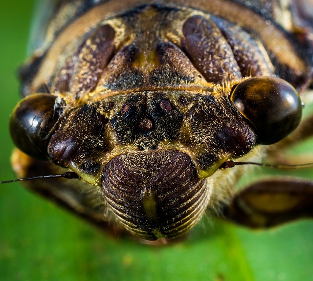 Mangiare insetti
