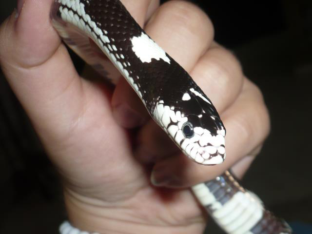 Avere un serpente domestico Avere un serpente