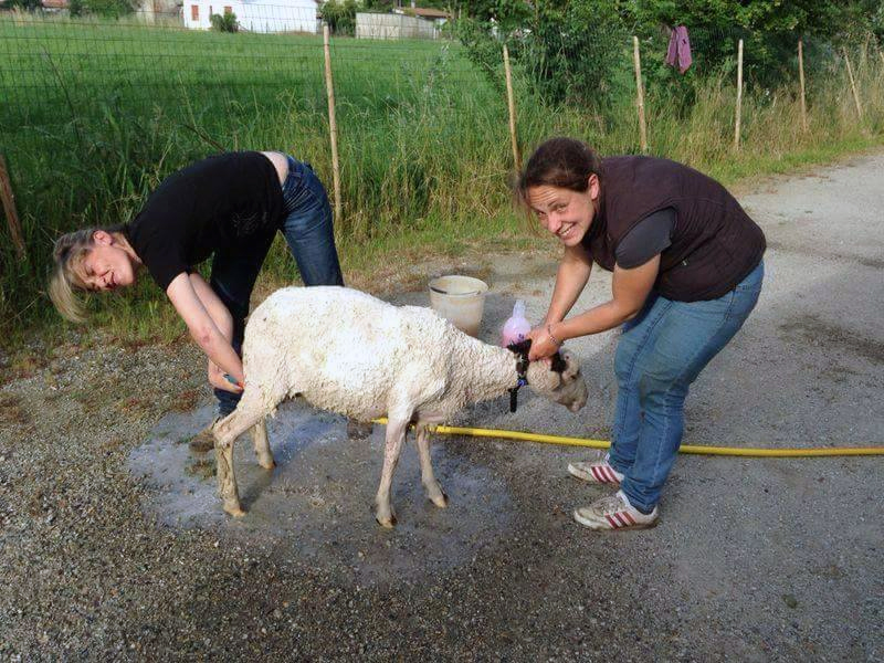 veterinario veterinario