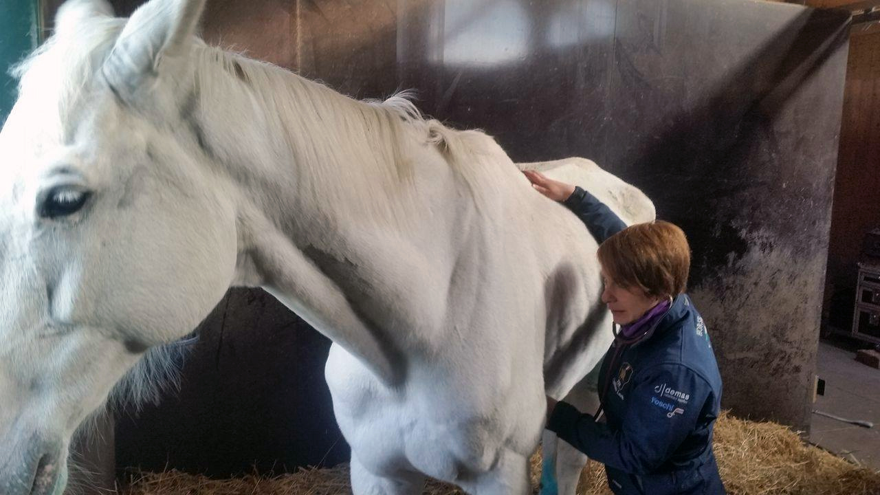 veterinario veterinario