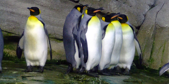 pinguinomag_partners L'importanza di stringere partnership