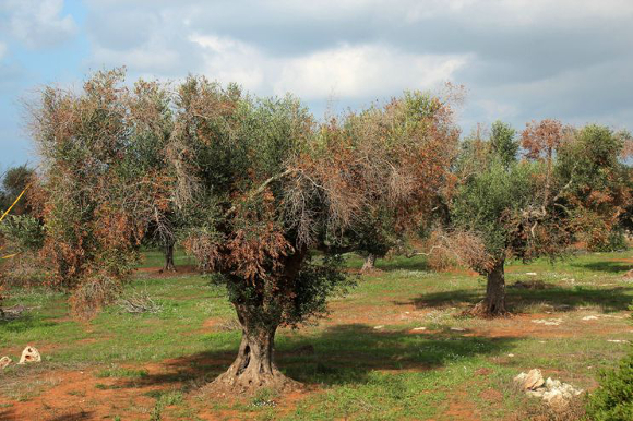 cause della xylella fastidiosa