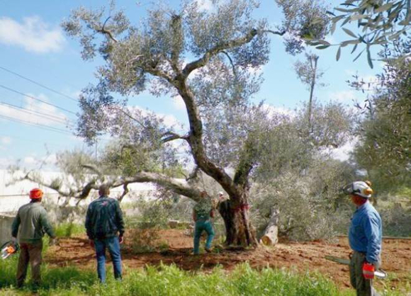 Taglio ulivi malati - Immagine da http://www.quotidianodipuglia.it/FotoGallery_IMG/HIGH/20140728_75356_xylella.jpg
