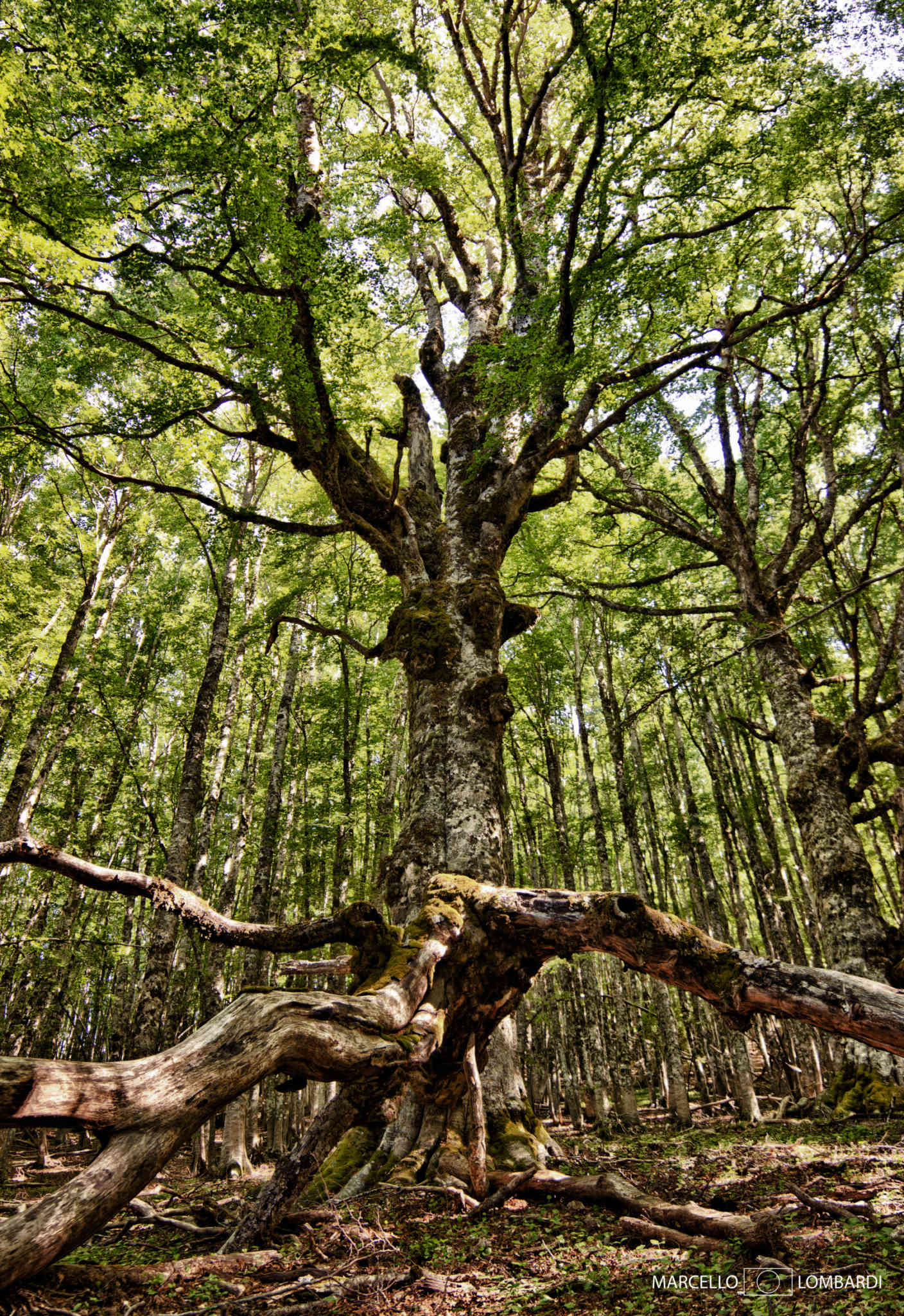 Il Parco Nazionale del Pollino e le sue meraviglie