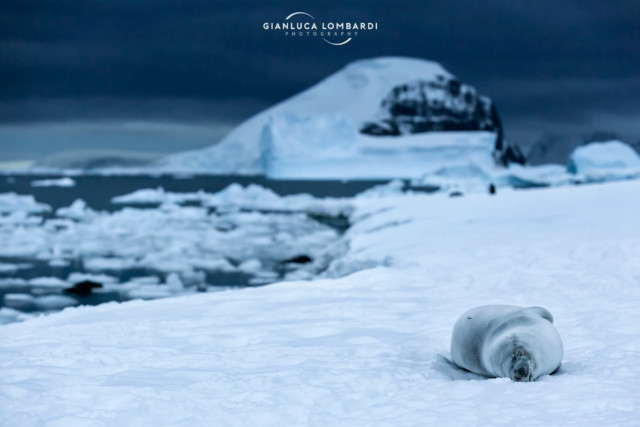 [22 Novembre 2015] Cucciolo svezzato di Foca di Weddell (Leptonychotes weddellii) su Danco Island (Stretto di Gerlache, Penisola Antartica). Questa foto è stata scattata intorno alla mezzanotte tra il 22 e il 23 Novembre 2015. La luce del crepuscolo era sufficiente per scattare a mano libera.