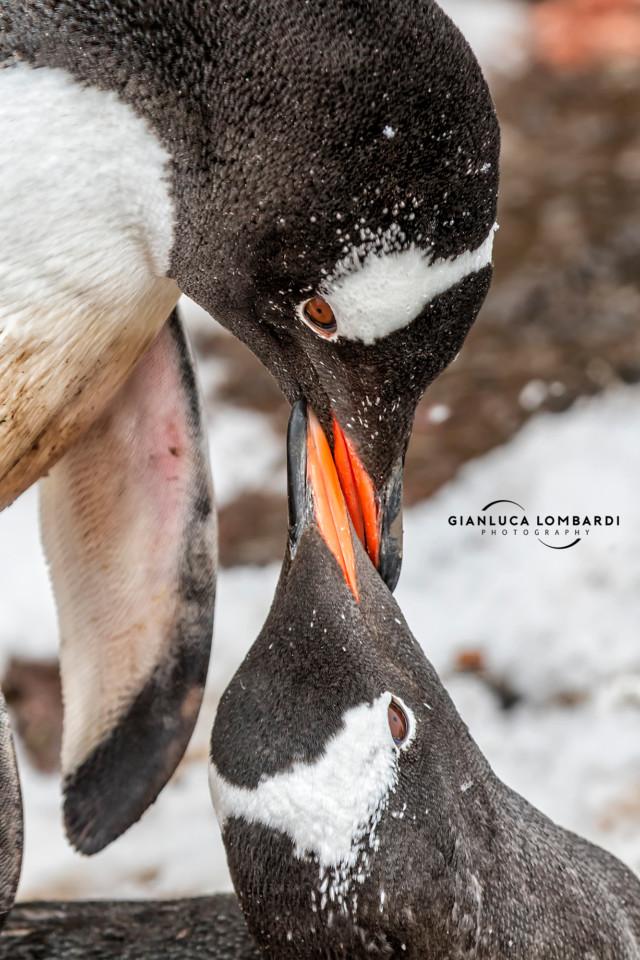 [25 Novembre 2015] Coppia di Pinguini Gentoo (Pygoscelis Papua) a Port Lockroy (Arcipelago di Palmer, Penisola Antartica). 