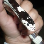 🐍 Avere un serpente in casa: cosa mangia e quali sono i rischi