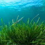 L’alga Spirulina coltivata in Toscana per le future applicazioni spaziali