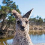Visitare l’Australia: quali visti e documenti servono per studio e lavoro