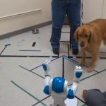 I cani ubbidiscono ai comandi dei robot come se fossero umani